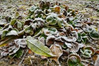 Deze herfstklussen bepalen hoe je tuin de winter doorkomt