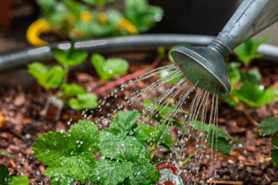 Zo houd je je tuin groen met automatisch bewateren